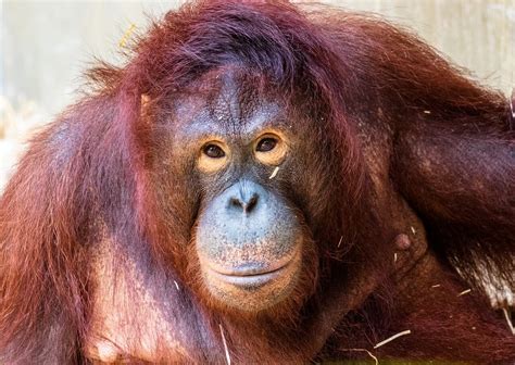 Orangutan Sandra Is Going to an Accredited Sanctuary! | PETA