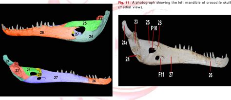 Crocodile Skull Anatomy