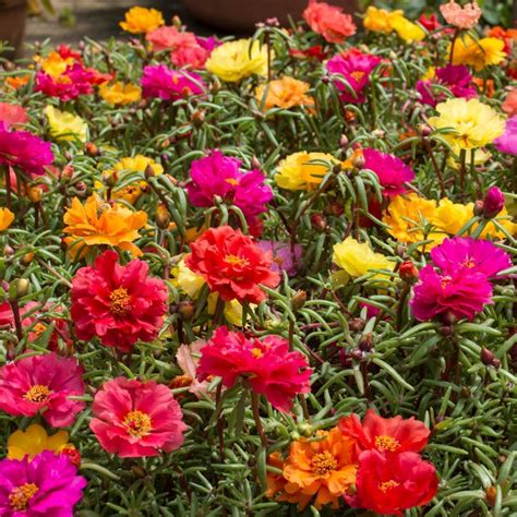 Portulaca- Double Flowered Mix