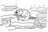 Beaver With Flag Coloring Page  Free Printable Pages sketch template
