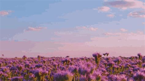 Flower Field GIF – Flower Field Purple – discover and share GIFs