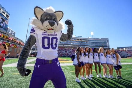 Northwestern Wildcats Mascot Cheerleaders Pose During Editorial Stock ...