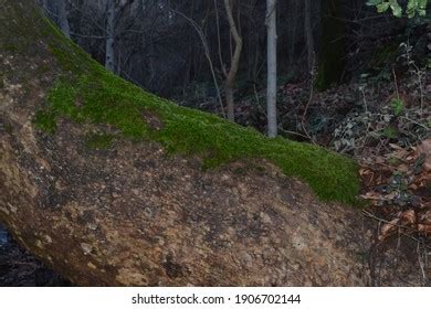 Body Great Cinar Tree Covered Mosses Stock Photo 1906702144 | Shutterstock