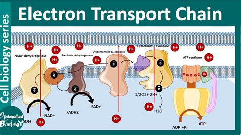 Electron transport chain and Oxidative Phosphorylation - YouTube