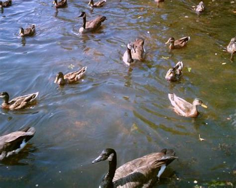 Water bird - Alchetron, The Free Social Encyclopedia