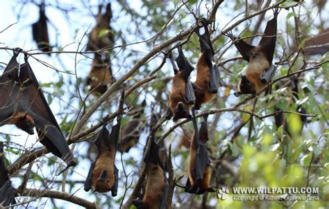 Species of wilpattu national park