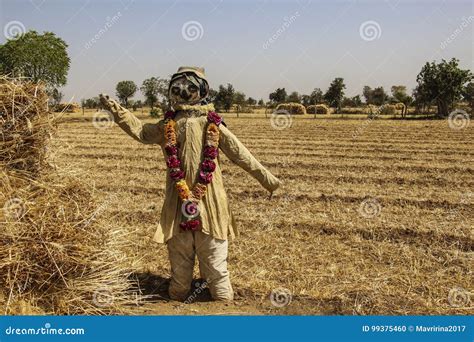 Scarecrow on the Wheat Field Stock Photo - Image of crop, conservation: 99375460