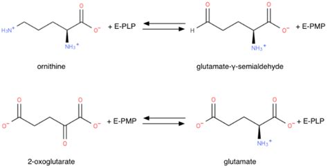 Biology | Free Full-Text | Ornithine Aminotransferase, an Important ...