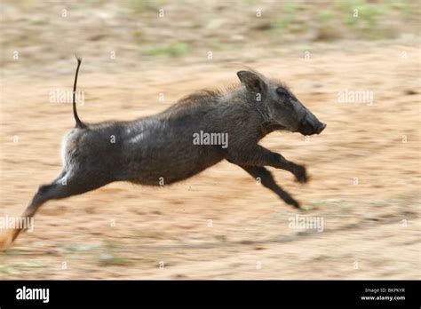 baby warthog running, south, africa Stock Photo - Alamy