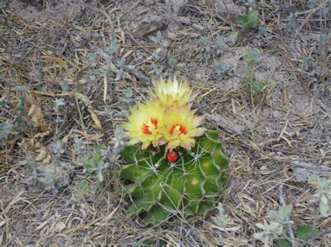 Terlingua Dreams: Desert Cacti