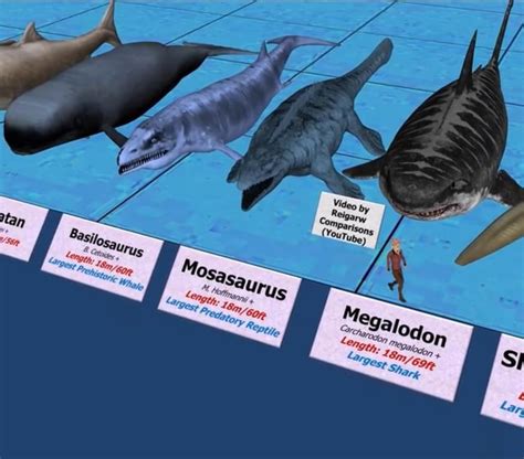 Basilosaurus size compared to Mosa, Mosa size compared to Megalodon ...