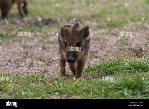 Baby wild pig, Sus Scrofa, La Pampa Province, Patagonia, Argentina Stock Photo - Alamy