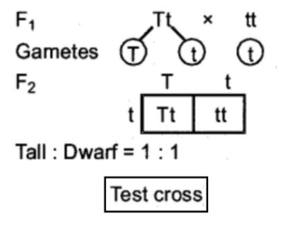 Explain back cross and test cross with example