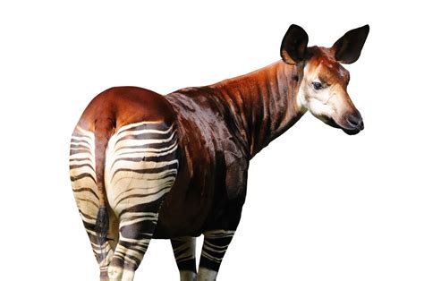 Okapi Facts (Okapia johnstoni)