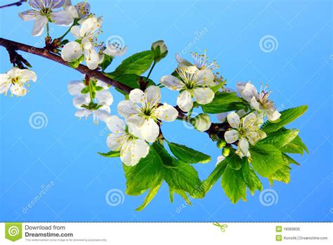 Flower Branch, Apple Tree, Flowery, Tree Branches, Royalty Free Stock ...