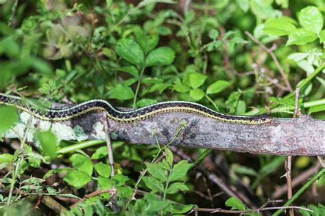 Snake on a Log Photograph by Amelia Pearn - Fine Art America