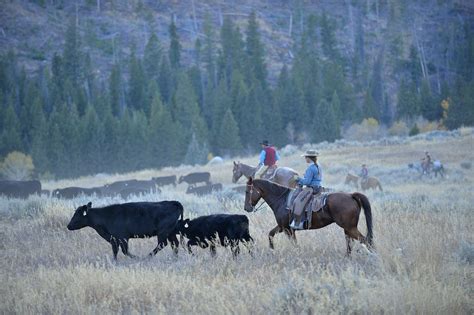 The Very Best Cattle Drive Vacations to Take in the US