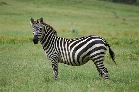 plains zebra (Equus quagga); Image ONLY