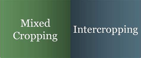 Difference Between Mixed Cropping and Intercropping (with Comparison Chart) - Key Differences