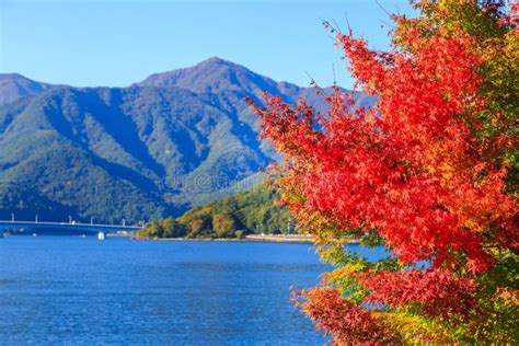 Red Maple Leaves in Autumn at Kawaguchi Lake, Kawaguchigo, Japan. Stock Image - Image of folk ...