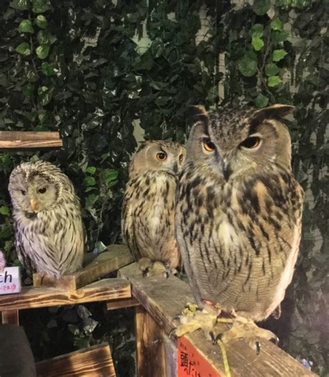 Local tells Top 5 best owl cafe in Osaka!Pet adorable owls! | 一期一会〜Ichigo Ichie〜