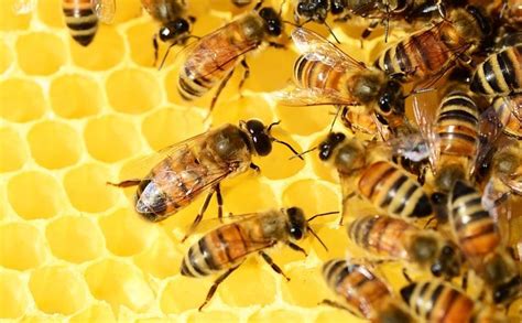 15 Million Baby Bees Could be Seized And Burned in This Country | Heres Why