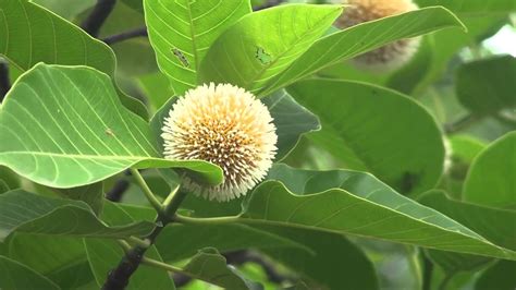 200 Anthocephalus kadamba Seeds, Neolamarckia cadamba, Kadam Tree Seeds ...