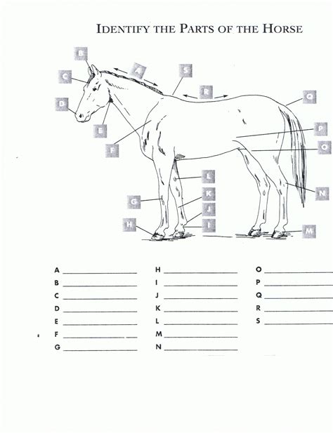 Free Printable Horse Worksheets | RED OAK RIDER Program | Horse anatomy, Kids worksheets ...