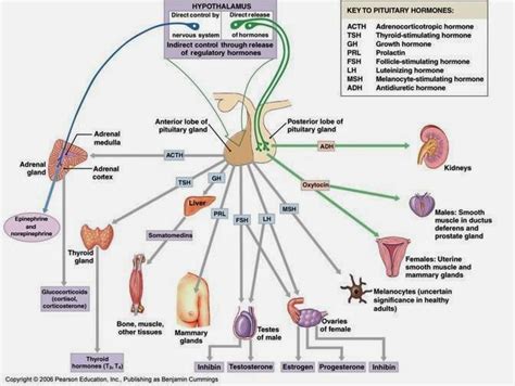 Pituitary: Hormones Produced By The Pituitary Gland