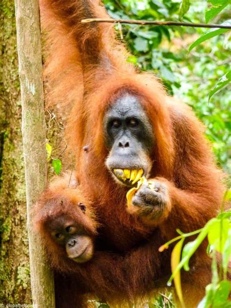 Observing the Orangutans of Sumatra in Gunung Leuser NP