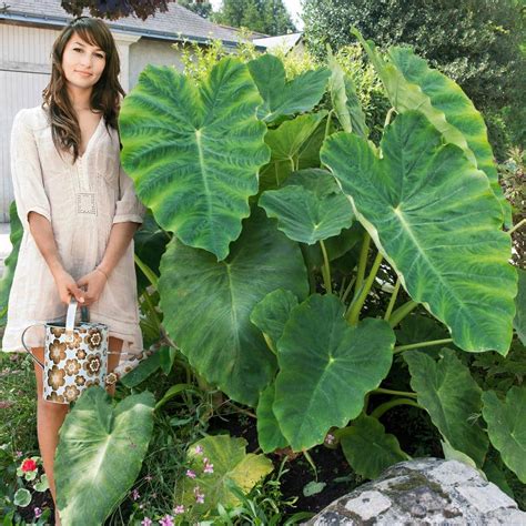 Garden State Bulb 18 Plus inches Colocasia Esculenta Jumbo XXL Elephant ...