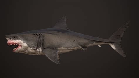 Great White Shark animals 3D model | CGTrader