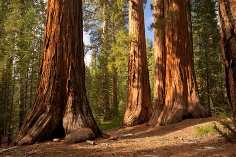 The Redwood Forest - North and South Rivers Watershed Association