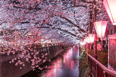 When and where to see cherry blossoms in Tokyo in 2020 | The Official Tokyo Travel Guide, GO ...