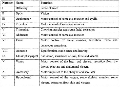 cranial nerves and functions - Google Search | Cranial nerves function ...