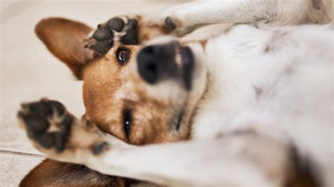 My Dog's Stomach Is Making Noises: 11 Causes and Solutions - PetHelpful