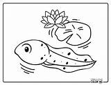 Tadpole Coloring Pages Free PDF Printables  Simply Love sketch template