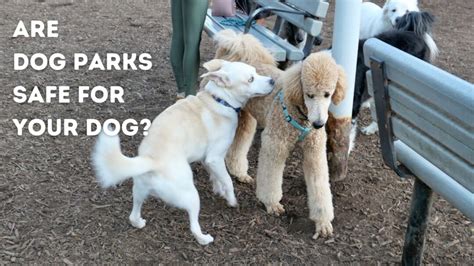 Dog Park Safety Tips: Is Your Dog Safe at Dog Parks?