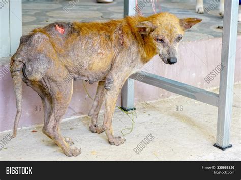 Mangy Stray Dogs On Image & Photo (Free Trial) | Bigstock