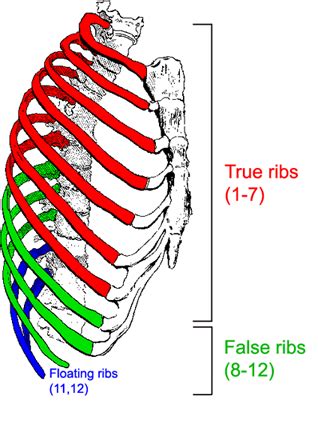 ribs anatomy