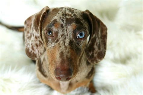 10 Dog Breeds With Blue Eyes