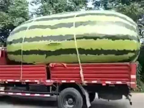 world's largest watermelon | world's largest watermelon | By Used ...