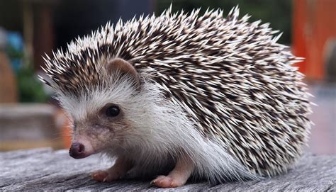 17 Fun Facts About Hedgehogs! [2022] | Fun facts about animals, Cute animal photos, Animal facts