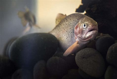 $150,000 in grants awarded to improve greenback trout habitat in El ...