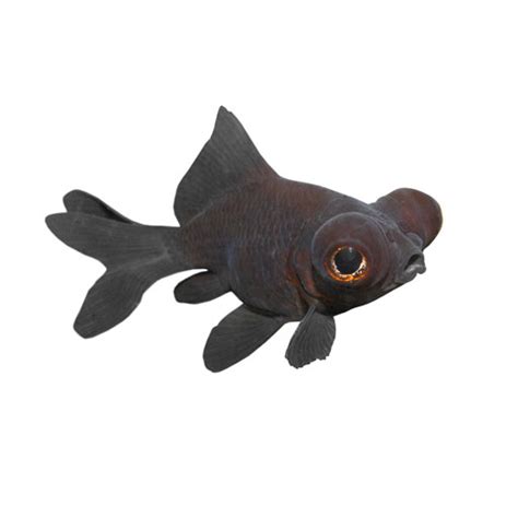 Black Moor Goldfish; Care Guide, Lifespan, and More | The Goldfish Tank