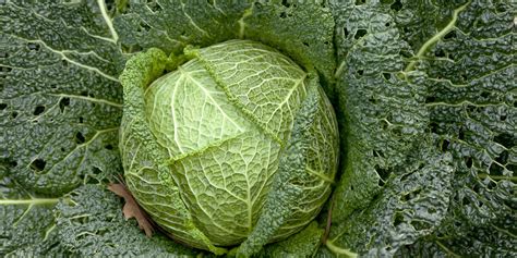 Savoy Cabbage Recipes - Great British Chefs