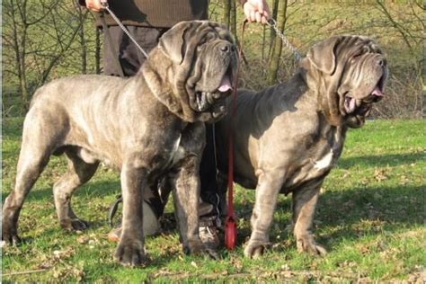 All That You Need to Know About Molossus Dog Breed | Monkoodog