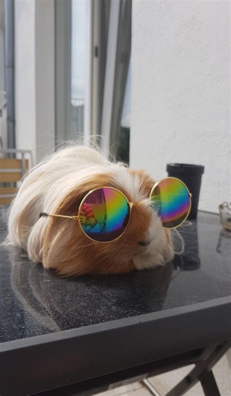 PsBattle: Hamster chilling in sunglasses : r/photoshopbattles