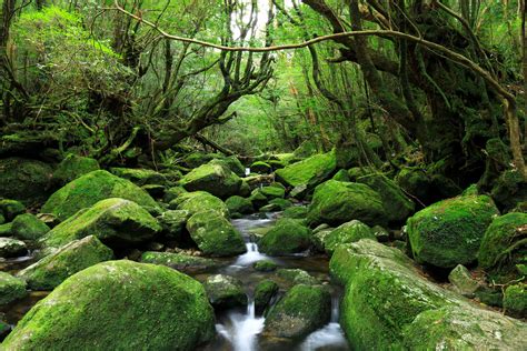 Yakushima (Island) National Park | National Parks of Japan