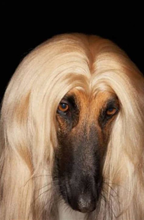 Animals with Beautiful Hair